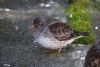 Purple Sandpiper at Southend Pier (Mike Bailey) (66593 bytes)